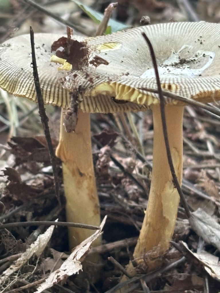 Amanita chatamagotake · September 2024 · photo: © networkentity (iNaturalist, cc-by)