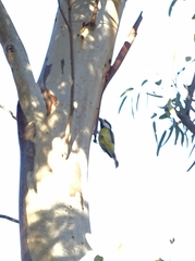 Falcunculus frontatus