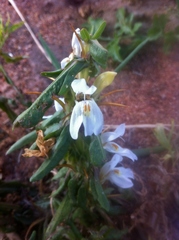 Hygrophila