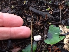 Coelostomidia zealandica