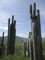 Cephalocereus senilis