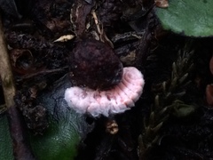 Coelostomidia zealandica