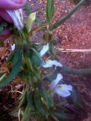 Hygrophila