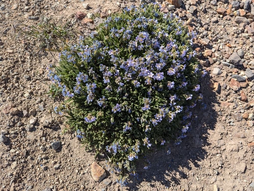 Image of Polemonium elegans by (c) John Brew, some rights reserved (CC BY)