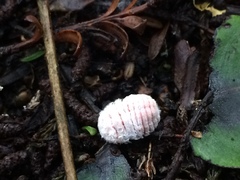 Coelostomidia zealandica