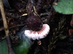 Coelostomidia zealandica