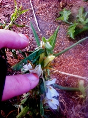 Hygrophila