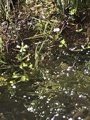 Cardamine breweri