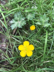 Ranunculus