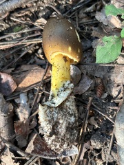 チャタマゴタケ