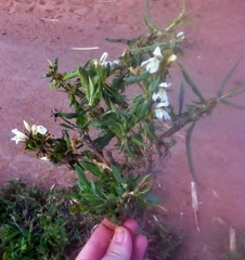 Hygrophila