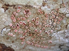 Placopsis rhodophthalma