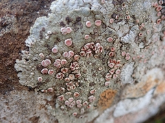 Placopsis rhodophthalma