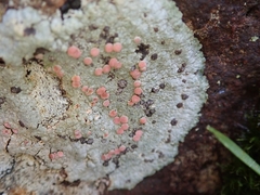 Placopsis rhodophthalma