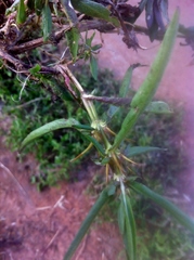 Hygrophila