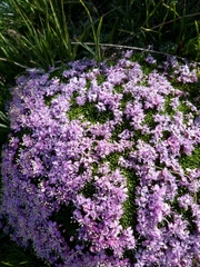 Silene acaulis exscapa