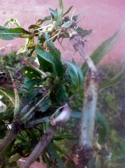 Hygrophila