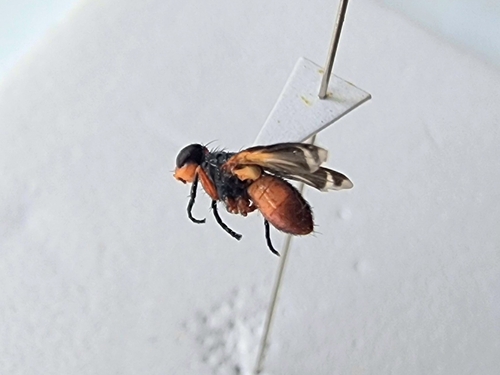 Euthera bicolor