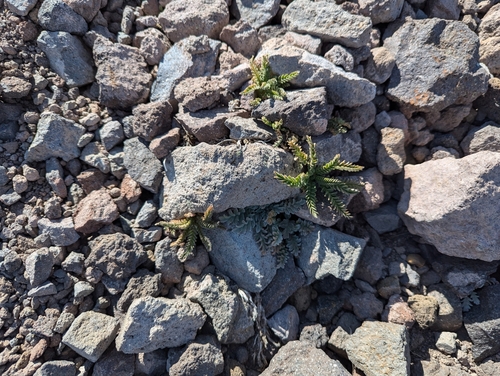 Image of Polemonium elegans by (c) John Brew, some rights reserved (CC BY)