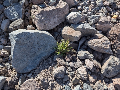 Image of Polemonium elegans by (c) John Brew, some rights reserved (CC BY)
