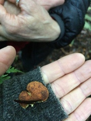 Pleuroflammula praestans