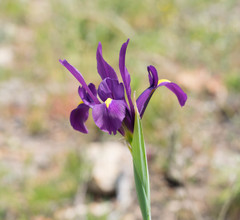 Iris filifolia