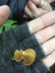 Pleuroflammula praestans