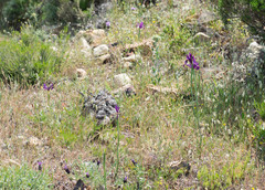 Iris filifolia
