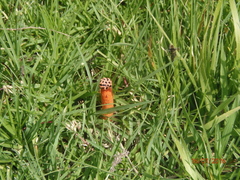 Lysurus periphragmoides