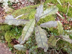 Quintinia