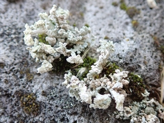 Stereocaulon corticatulum
