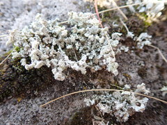 Stereocaulon corticatulum