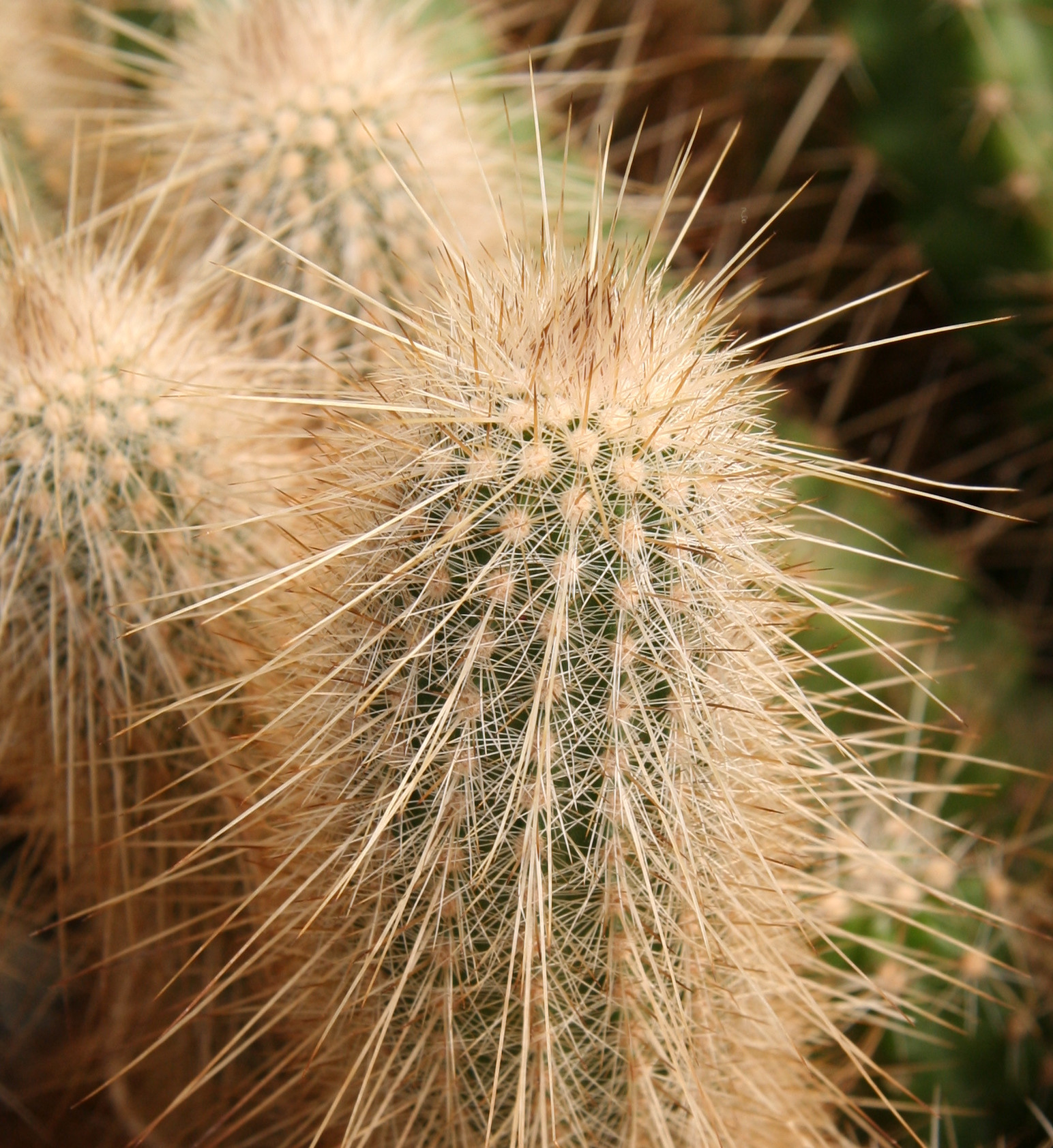 Subspecies Echinocereus parkeri rayonesensis  iNaturalist