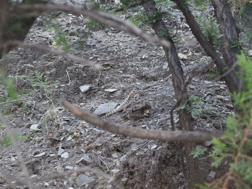 Paralaudakia caucasia