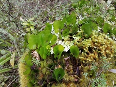 Kidney Fern (Trichomanes reniforme)