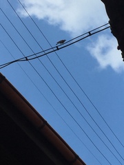 Phoenicurus ochruros