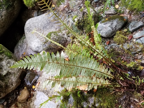 Lomaria discolor observed 2019-06-23