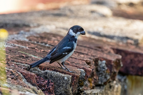 Wing-barred Seedeater