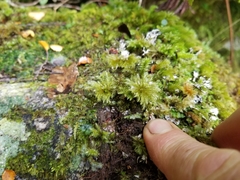 Mniodendron colensoi