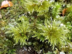 Mniodendron colensoi