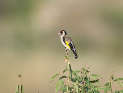 Carduelis carduelis