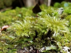 Mniodendron colensoi