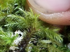 Mniodendron colensoi