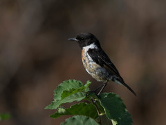 Saxicola rubicola