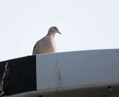 Streptopelia decaocto