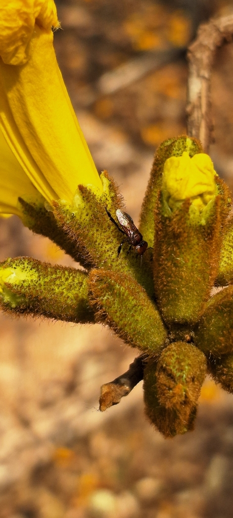 Oxytrigona banana
