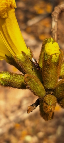 Oxytrigona banana