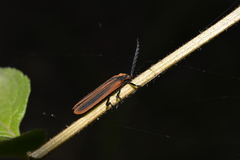 Trichalus ampliatus
