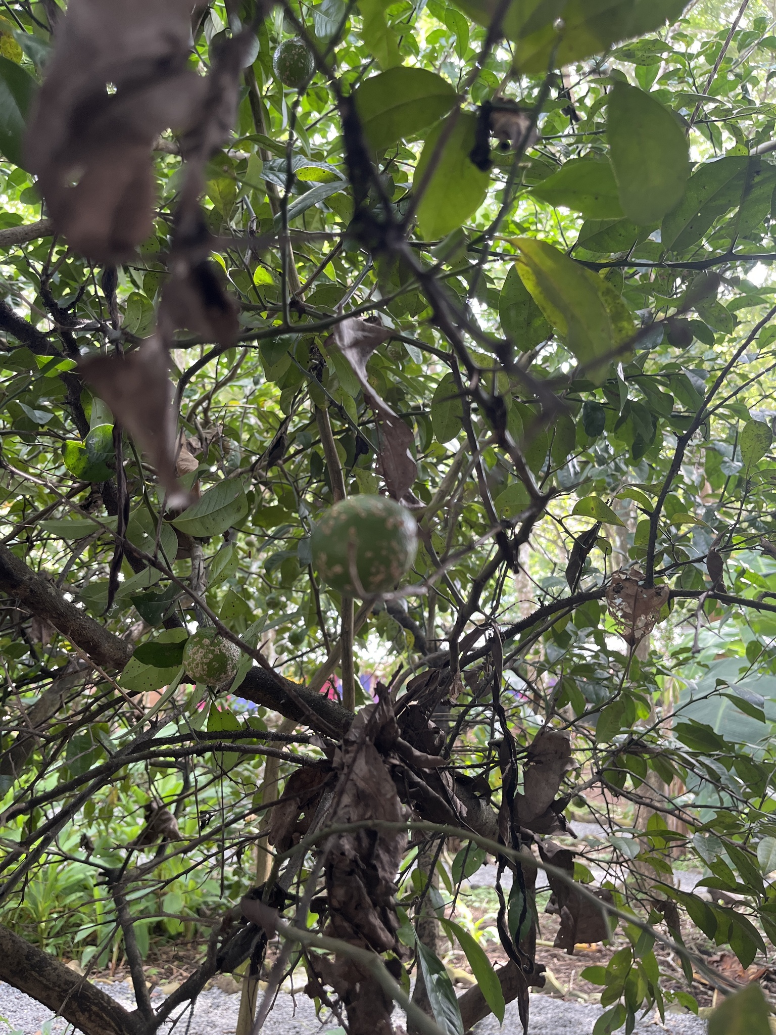 Imagem de limão-cravo