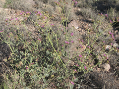 Acleisanthes chenopodioides